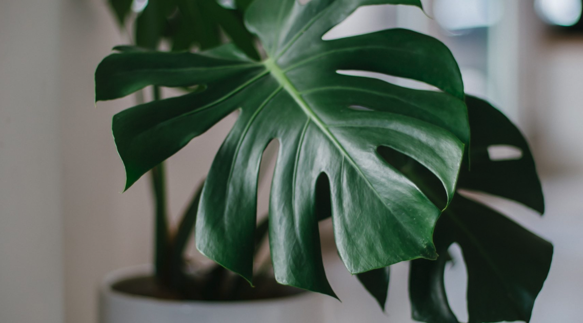 La Biorremediación — HAUS Healthy Buildings